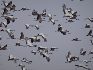 Cranes on the wing